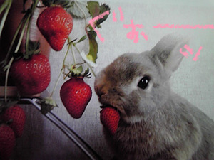 うさ★