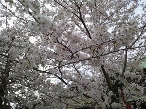 桜★１０