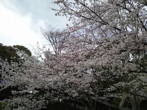 桜★06