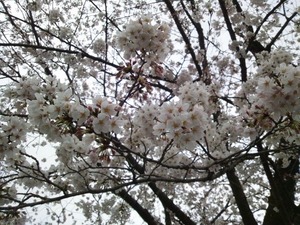 桜★09