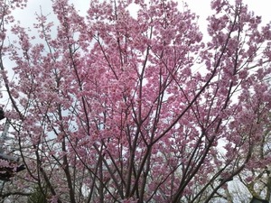 桜★04