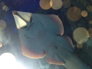 �����ꥢ�������