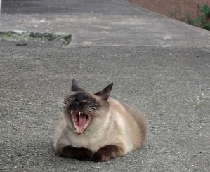 あくびにゃんこ★