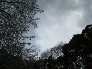 桜★08