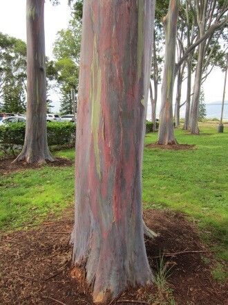 レインボーツリー ホロホロハワイ レインボーツリー ホロホロハワイ