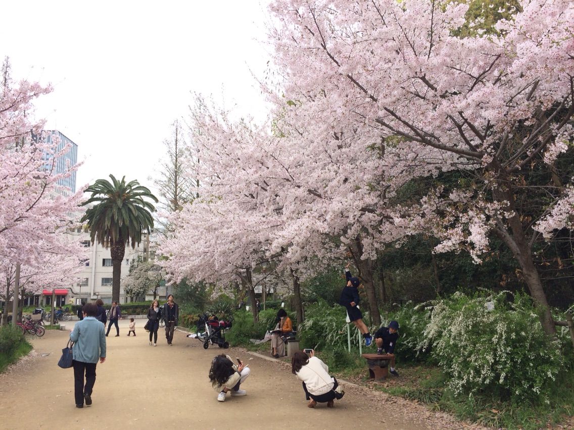 花見してる場合ぢゃない スマレジ広報のブログ
