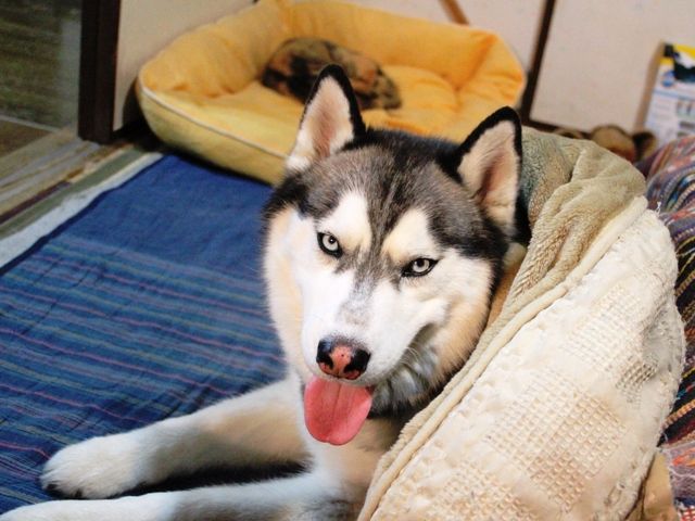 コタツハスキー ハイパーグレース 今日もドタバタ