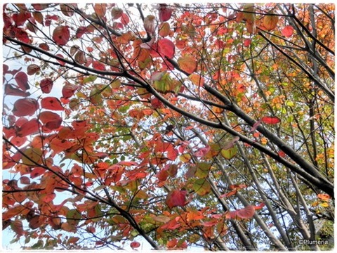 ヤマボウシ紅葉