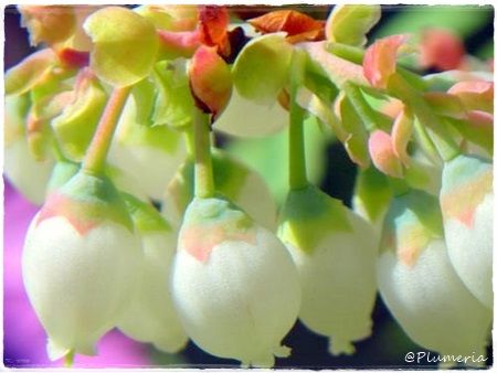 ブルーベリー花