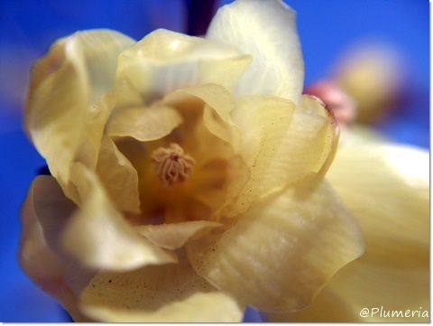 ロウバイ(素心蝋梅)Chimonanthus praecox-003