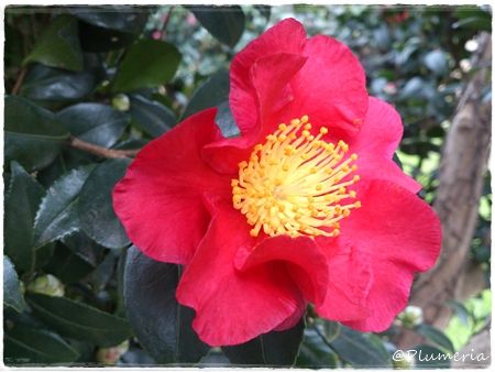 ハルサザンカ　ユールタイド