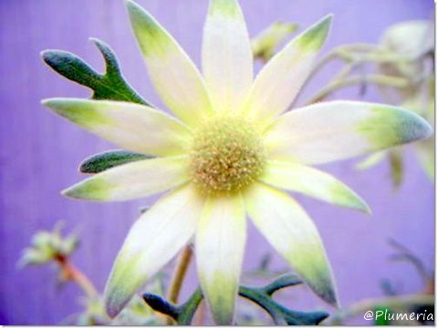 フランネルフラワーフェアリーホワイト