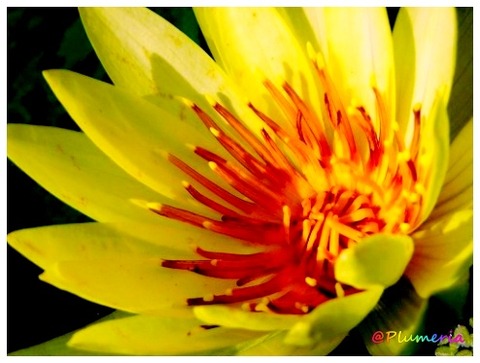 スイレン （温帯スイレン）