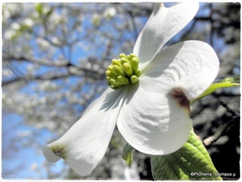 ハナミズキ白 (2)