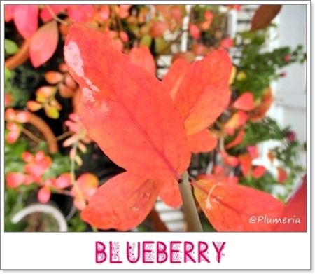 紅葉ブルーベリー-26f