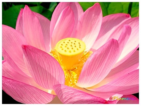 ハス の花(花托)