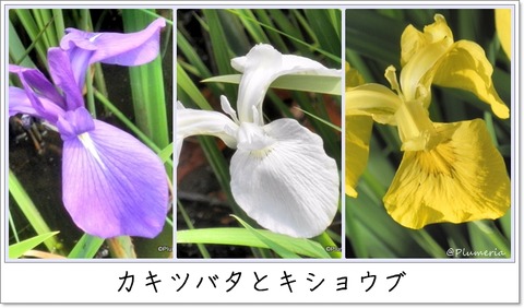 カキツバタとキショウブ5月