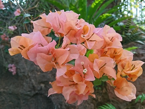 ブーゲンビリア