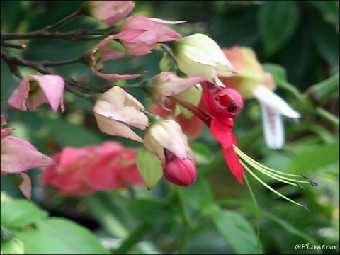 クレロデンドロム・スペキオスム ベニゲンペイクサギ しべ