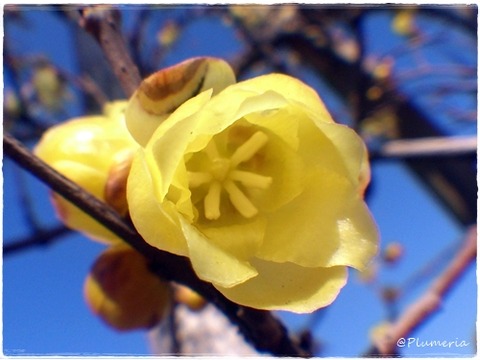 マンゲツロウバイ　シベ