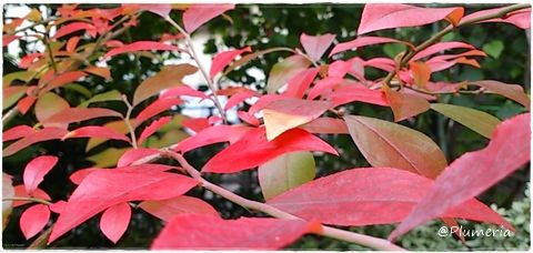 ブルーベリー葉