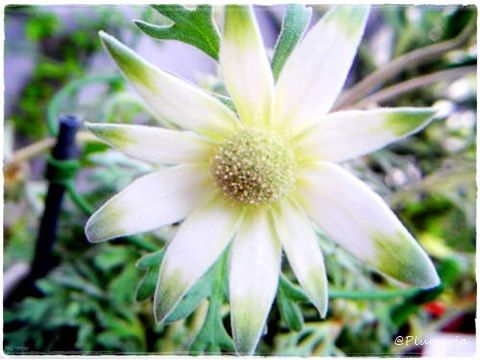 お花図鑑 フランネルフラワーフェアリーホワイト