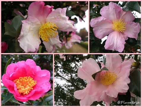 サザンカ　桃色紅色