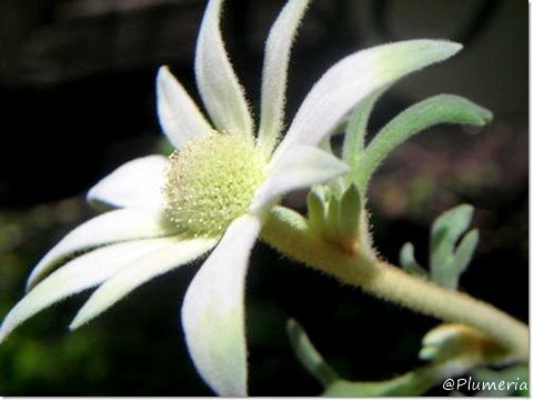 フランネルフラワーフェアリーホワイト