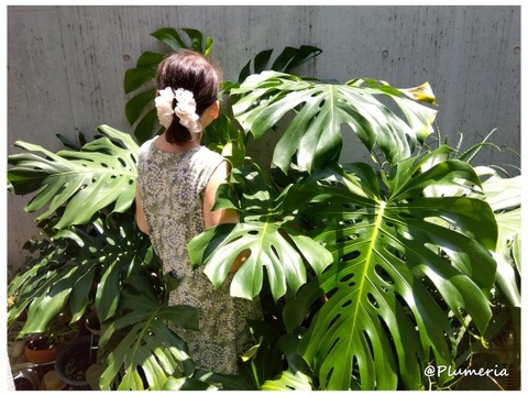 モンステラ2407 a