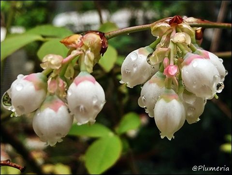 ブルーベリー (6)