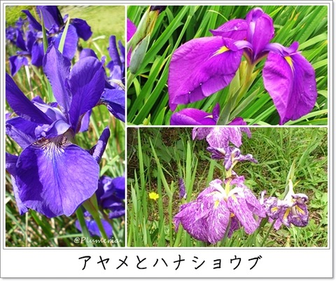 アヤメとハナショウブ5月上旬6月中旬