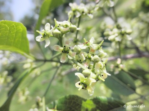マユミ花