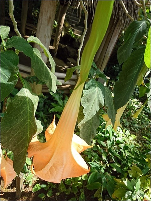 ブルグマンシア・ウェルシコロル