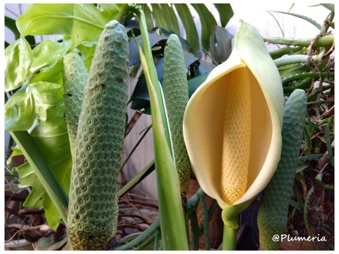 モンステラ 5番花と実