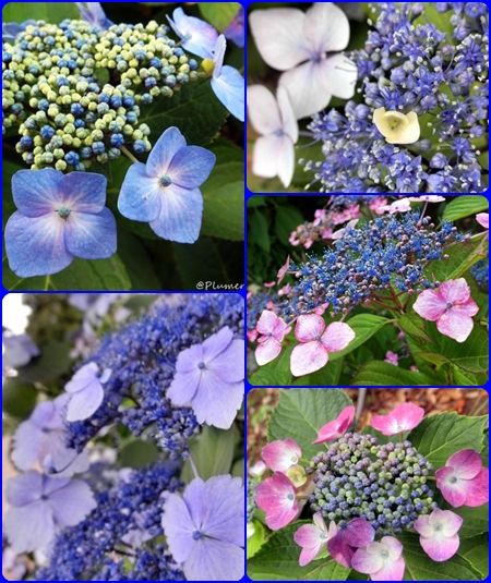 ガクアジサイ公園