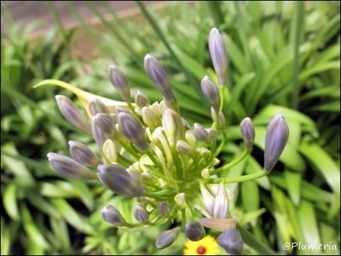 アガパンサス Agapanthus