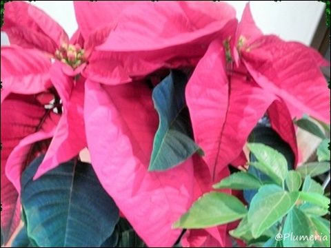 ポインセチア