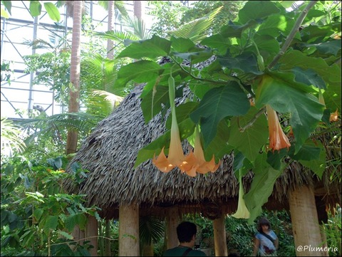 ブルグマンシア・ ウェルシコロル