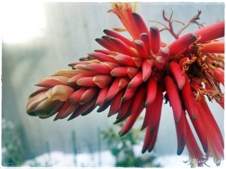 アロエ花横