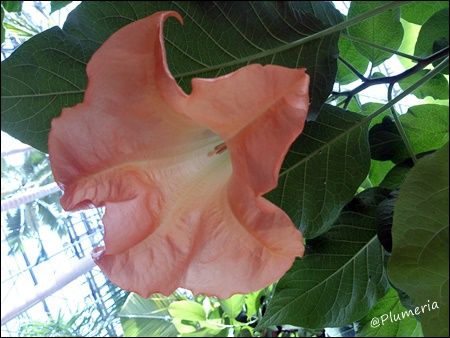 ブルグマンシア・ ウェルシコロル