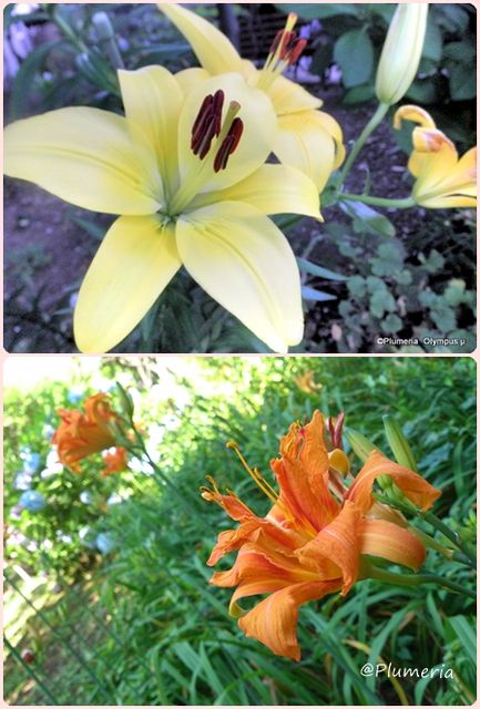 ユリとヤブカンゾウ