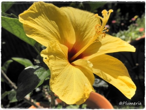 ハイビスカス黄