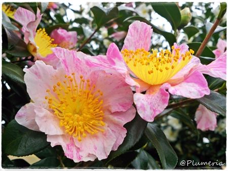 ハルサザンカ　旭