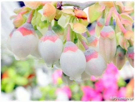 ブルーベリー花