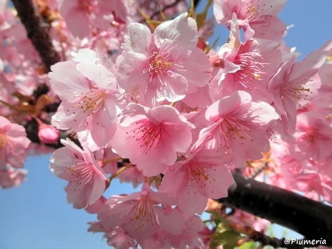 河津桜