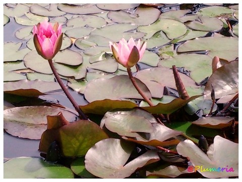 スイレン（温帯睡蓮）