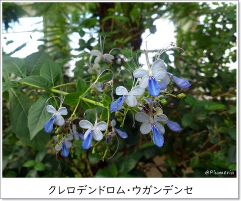 クレロデンドルム・ウガンデンセ