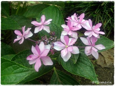 アジサイダンスパーティ