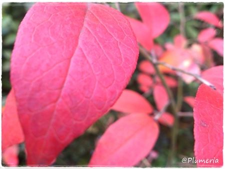 ブルーベリー葉