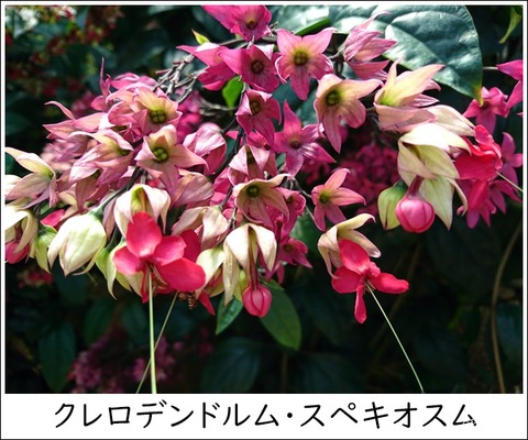 クレロデンドルム・スペキオスム　ベニゲンペイクサギ